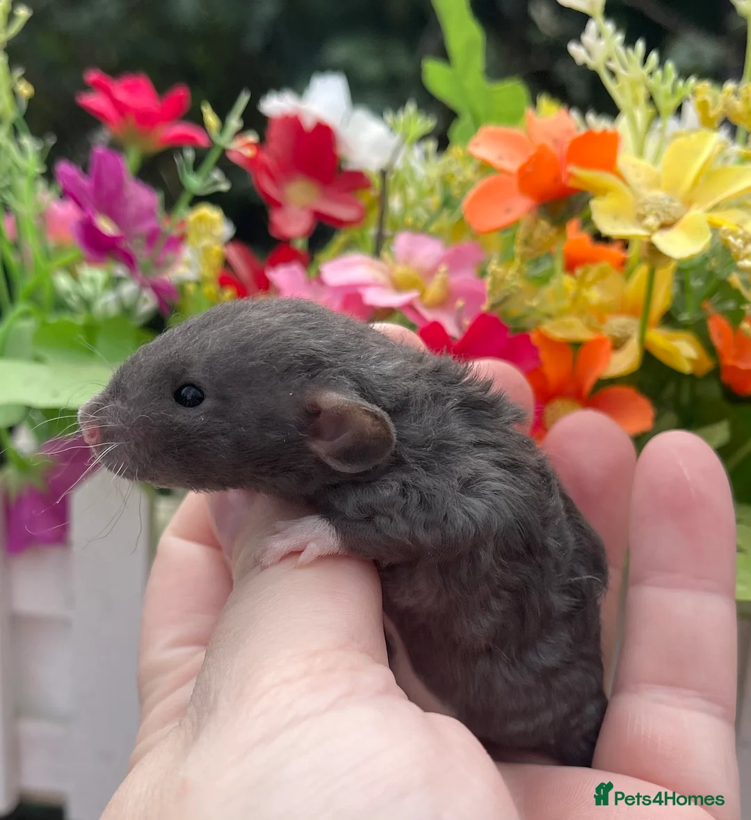 Rat rodents for sale: Gorgeous Baby Dumbo Rats for Sale! - Advert 1