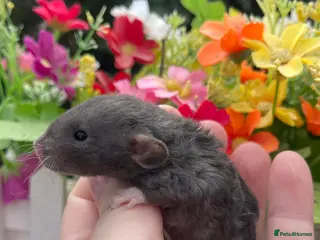 Rat rodents Gorgeous Baby Dumbo Rats for Sale! - Advert 1