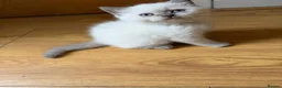 British Shorthair cats for sale: Rare British shorthair kittens - Advert 6