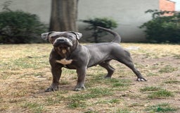 Cane Corso dogs for sale: cane corso puppies  - Image 3