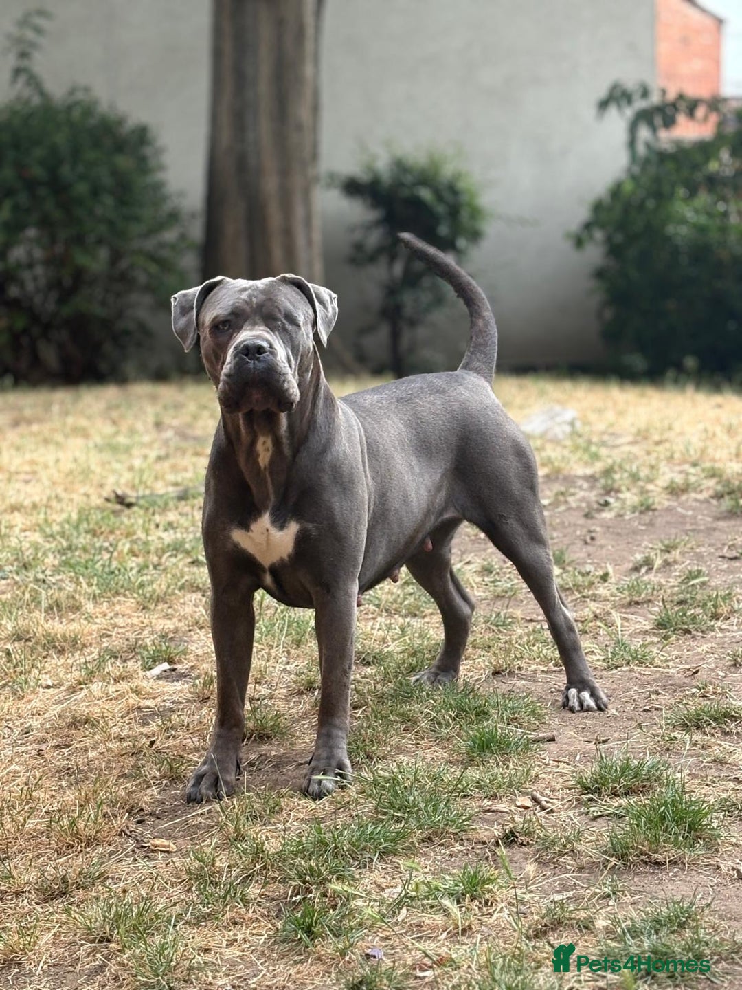 Cane Corso dogs for sale: cane corso puppies  - Image 3