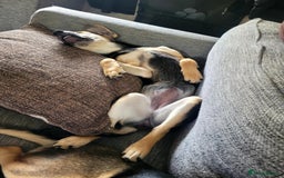 Mixed Breed dogs for adoption: Echo – 9 months old. Female, Mixed breed. - Image 2