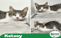 Mixed Breed cats for adoption: Kelsey - sweet mummy cat - Advert 1