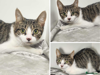 Mixed Breed cats Kelsey - sweet mummy cat - Advert 1