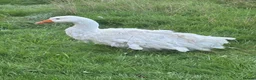 Geese poultry for sale: Fully curled white Sebastopol gander  - Advert 1