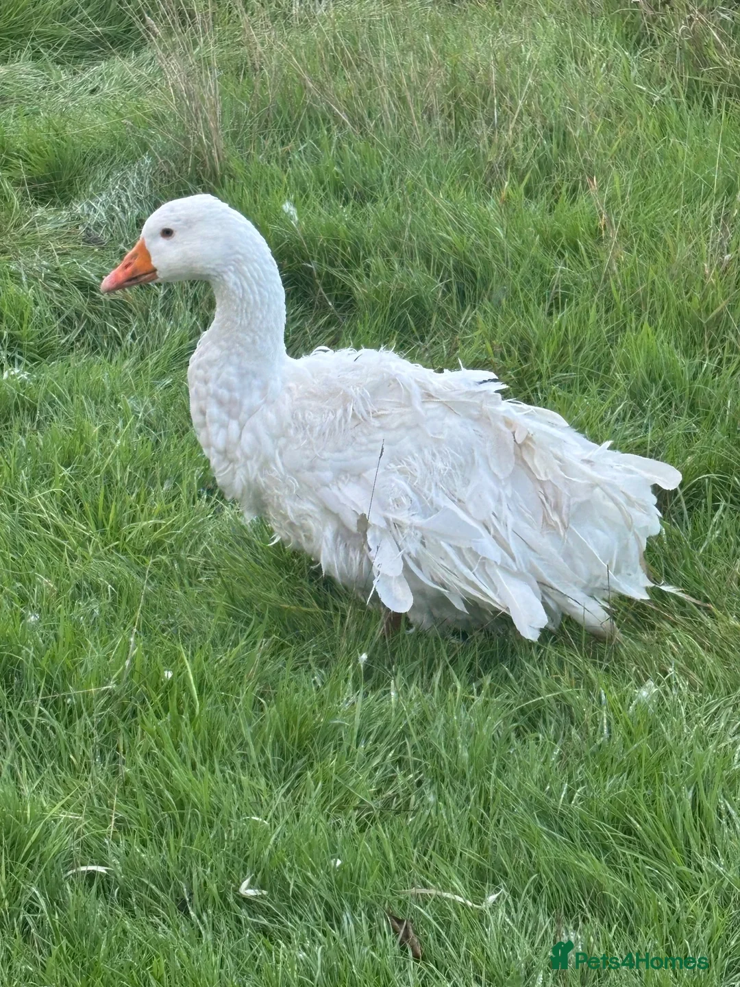 Geese poultry for sale: Fully curled white Sebastopol gander  - Advert 1
