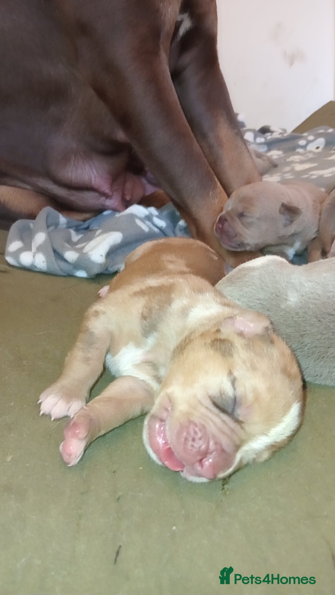 Mixed Breed dogs for sale: Rotterbulls - Image 5