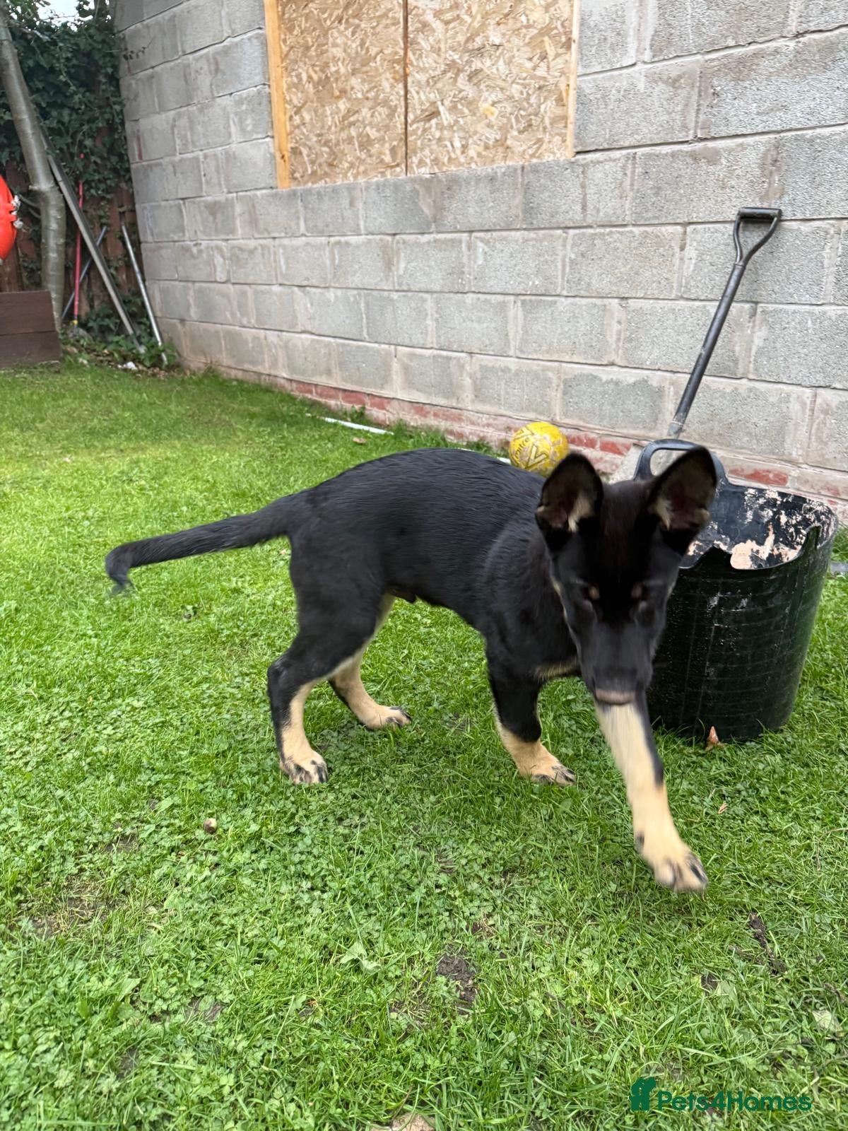 German Shepherd dogs for sale: German Shepherd dog for sale in Wolverhampton - Advert 3