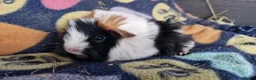Guinea Pig rodents for sale: guinea pigs for sale - Advert 5