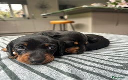 Miniature Dachshund dogs for sale: KC short haired miniature Black and Tan puppies - Image 4