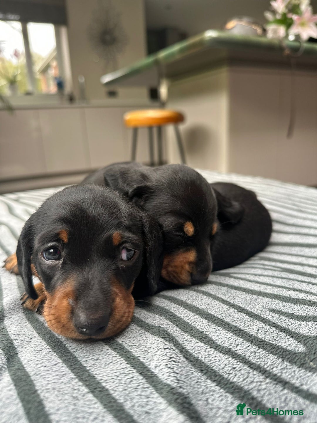 Miniature Dachshund dogs for sale: KC short haired miniature Black and Tan puppies - Image 4
