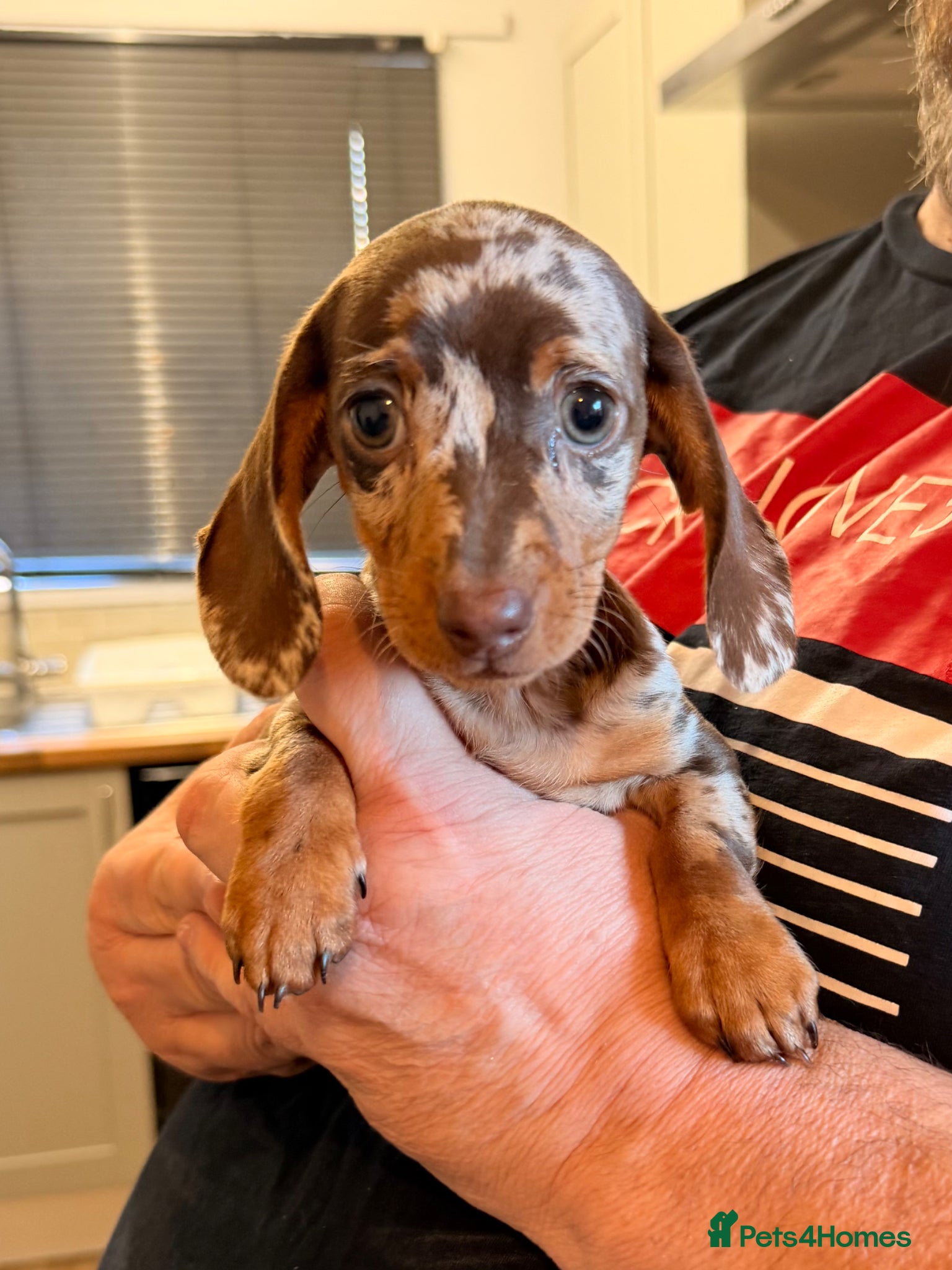 Miniature Dachshund dogs KC REGISTERED GIRL **READY NOW** - Advert 18