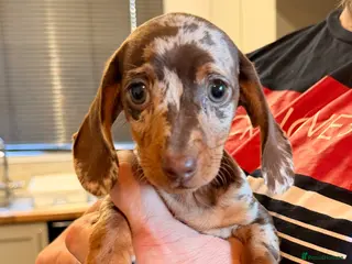 Miniature Dachshund dogs KC REGISTERED GIRL **READY NOW** - Advert 2