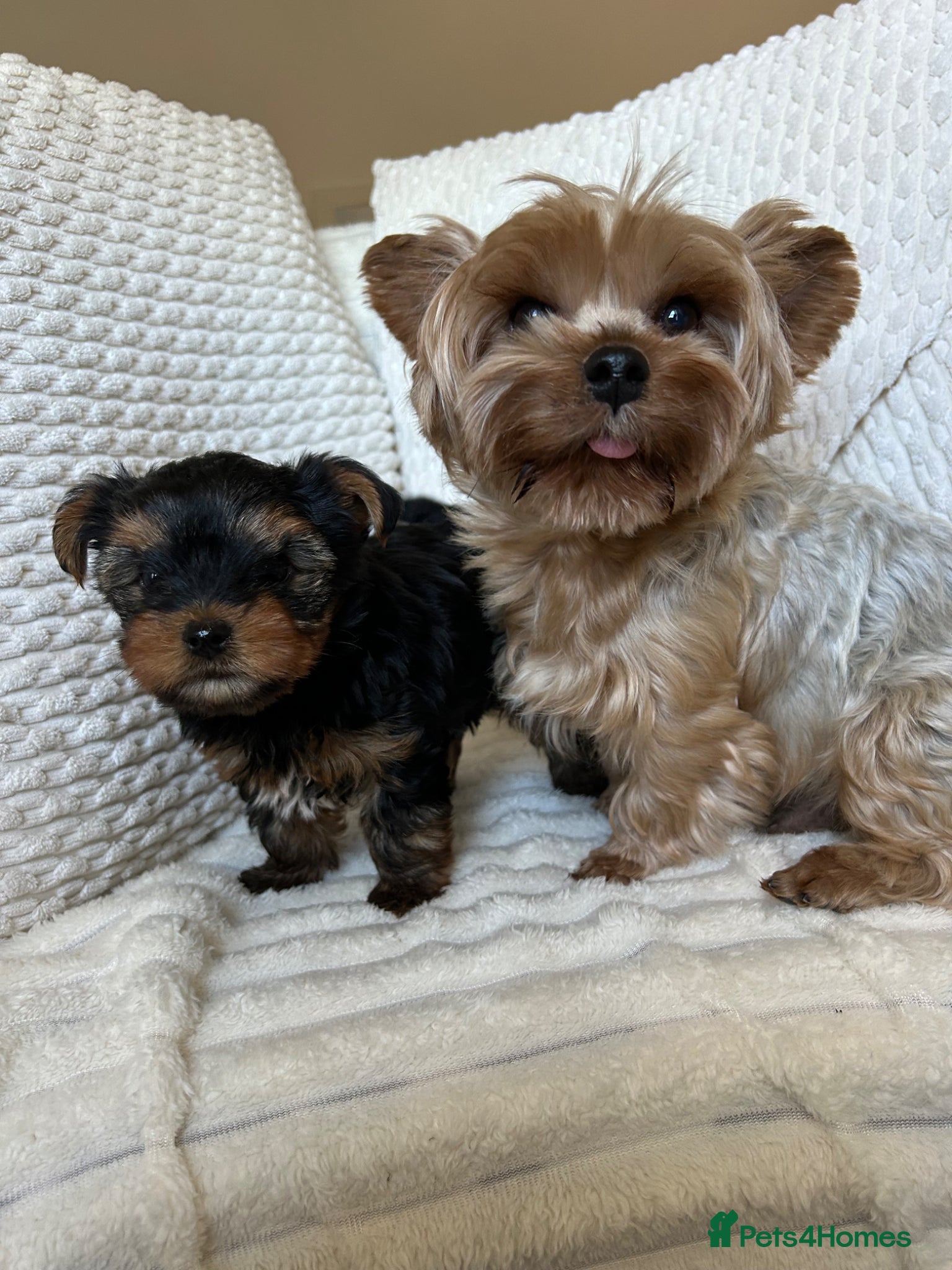 Yorkshire Terrier dogs Stunning Yorkshire pupp for sale. - Advert 14