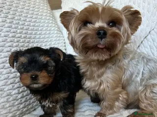 Yorkshire Terrier dogs Stunning Yorkshire pupp for sale. - Advert 2
