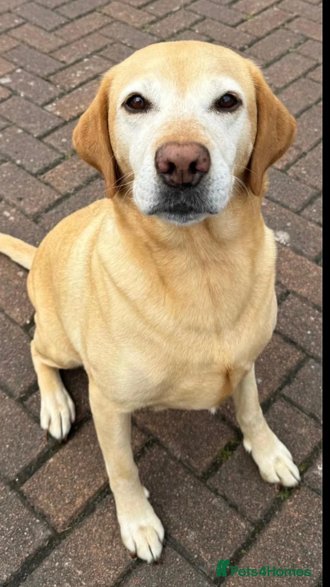 Cockerdor dogs for sale: Cockerdor Puppies KC Labrador Mum × Fox Red Cocker in Lanark - Advert 6