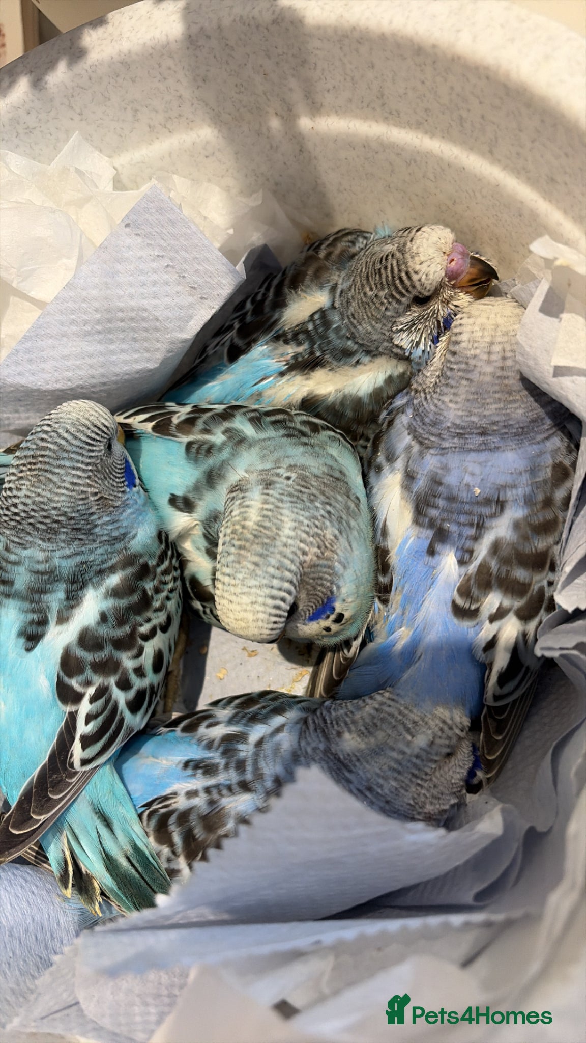 Budgerigars birds Baby budgies for sale  - Advert 3