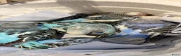 Budgerigars birds for sale: Baby budgies for sale  in Camberley - Advert 1