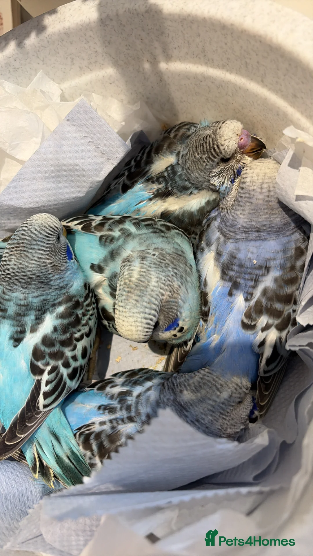 Budgerigars birds for sale: Baby budgies for sale  in Camberley - Advert 1