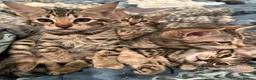 Savannah cats for sale: Savannah X Bengal sepia kittens  - Advert 14