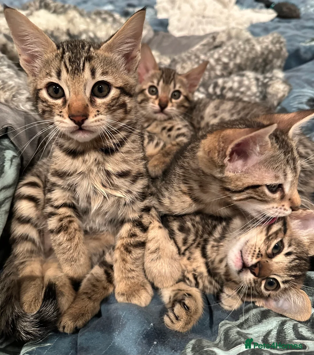 Savannah cats for sale: Savannah X Bengal sepia kittens  - Advert 14