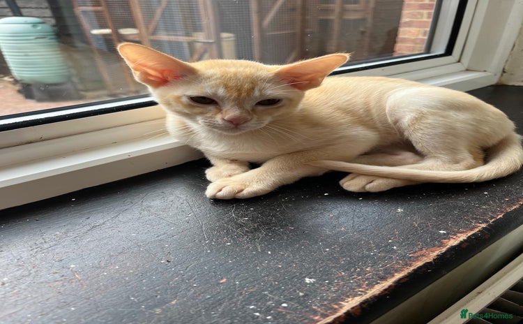 Burmese cats - Advert 2