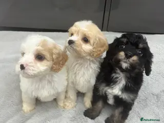 Cavapoo dogs ⭐READY TODAY! 2 Boys F1Toy Health tested Cavapoos⭐ - Advert 17