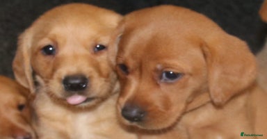 Labrador Retriever dogs - Advert 10
