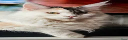 Maine Coon cats for sale: Pet Female calio mainecoon  - Advert 2