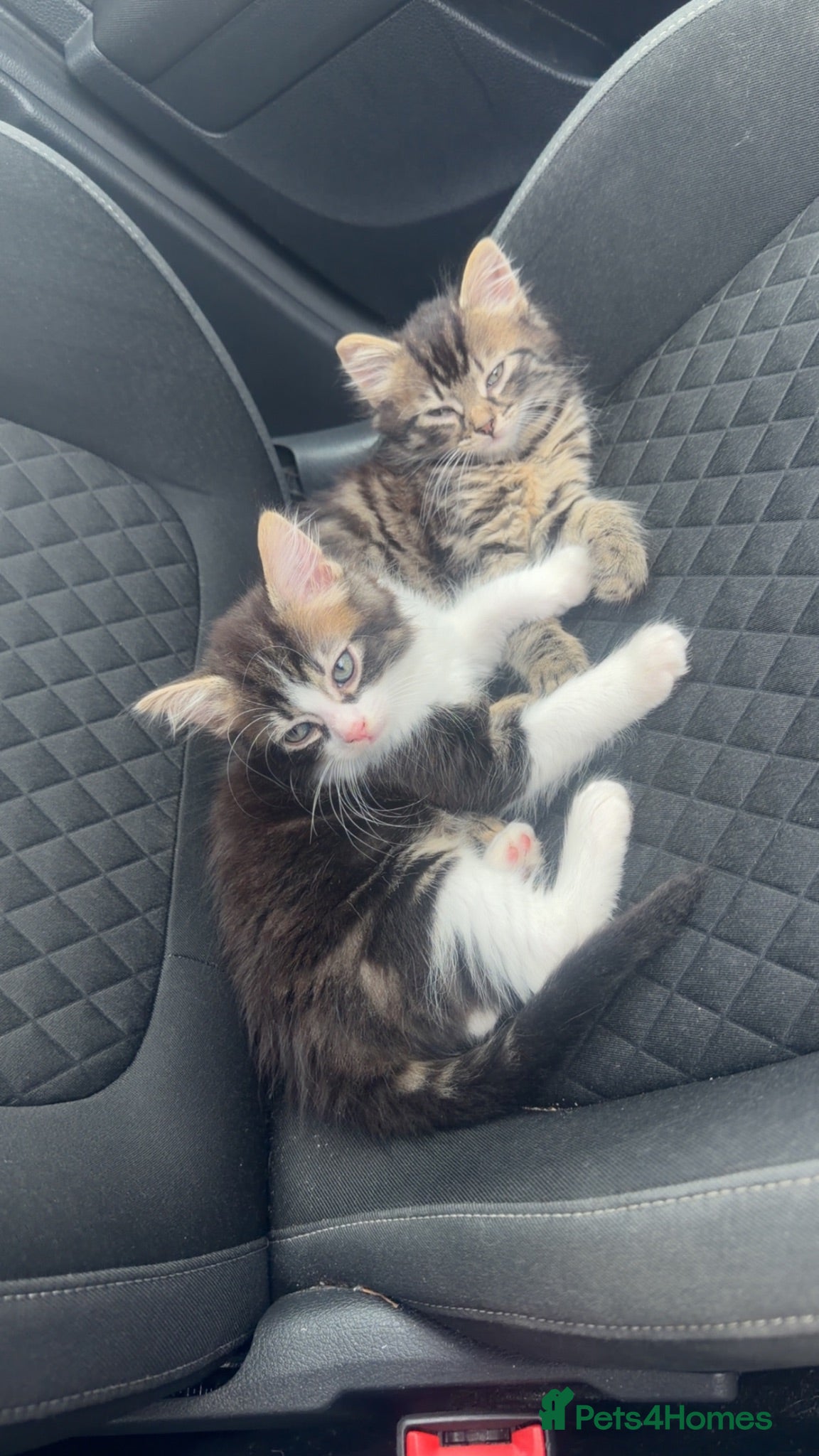 Mixed Breed cats X2 male kittens - Advert 1
