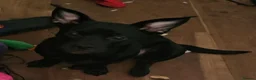 Mixed Breed dogs for sale: Doggy Needs A New Home - Advert 9