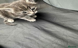 American Shorthair cats for sale: 4 male american shorthairs - Image 5