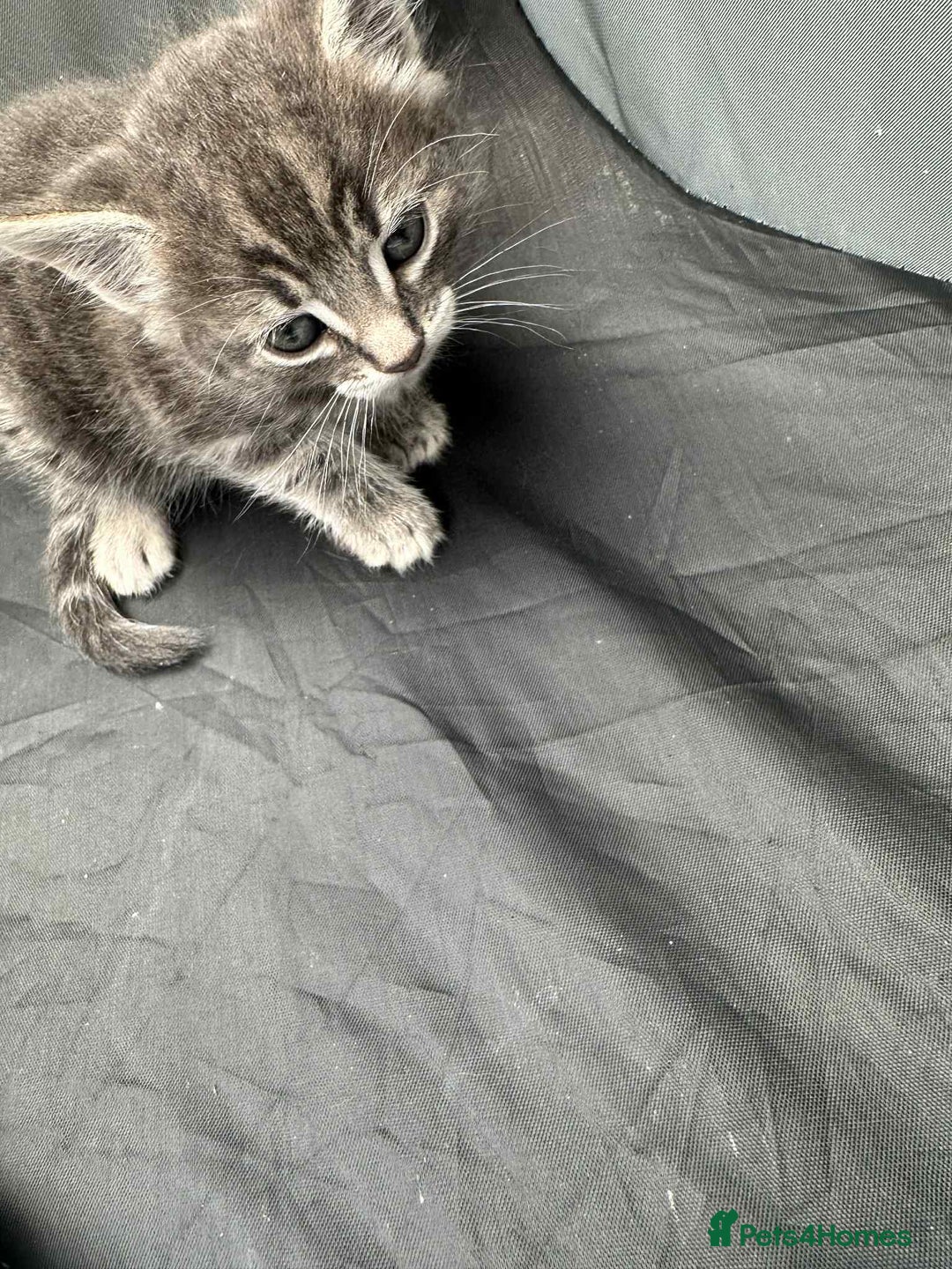 American Shorthair cats for sale: 4 male american shorthairs - Image 5