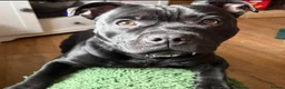 Staffordshire Bull Terrier dogs for stud: Our gorgeous Staffordshire bull terrier Dennis  - Advert 6