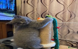 British Shorthair cats for sale: ❤️GCCF❤️ONE GIRL LEFT❤️READY❤️ BRITISH SHORTHAIR❤️ - Image 19