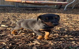 Dobermann dogs for sale: Doberman pups - Advert 19