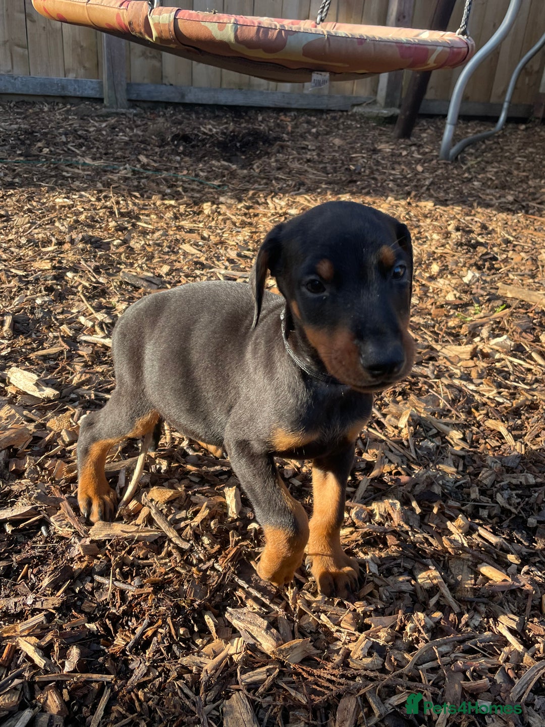 Dobermann dogs for sale: Doberman pups - Advert 19