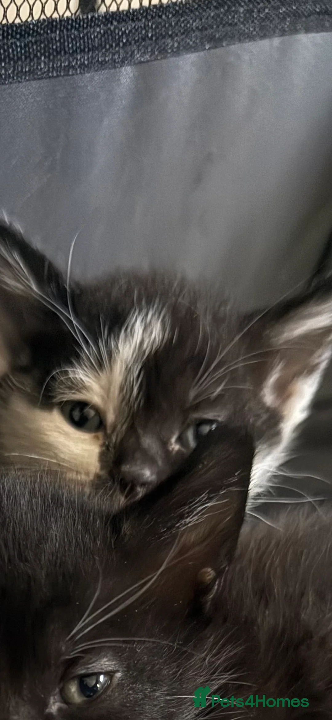 Domestic Shorthair cats for sale: Black and white domestic shorthair kittens - Advert 2