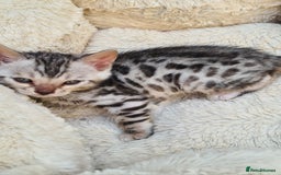 Bengal cats for sale: Full pedigree bengal kitten - Image 4