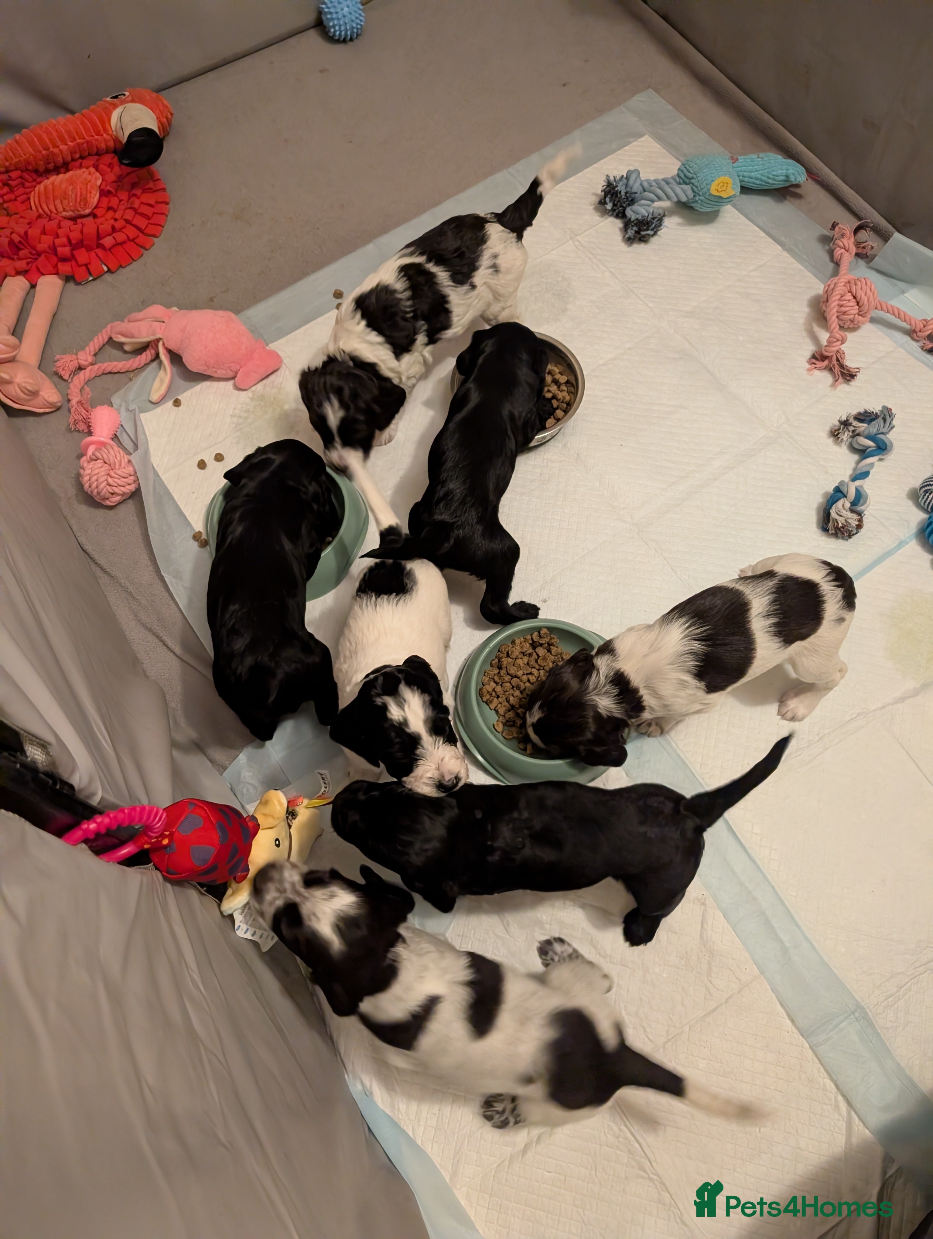 Sprocker dogs Stunning Sprocker Puppies  - Advert 10