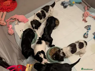 Sprocker dogs Stunning Sprocker Puppies - Advert 10