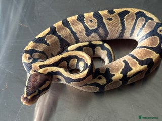 Python Snake reptiles Baby Ball Python's - Advert 1