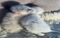 Ragdoll cats for sale: Ragdoll kittens pure breed!!! 😺 - Image 22