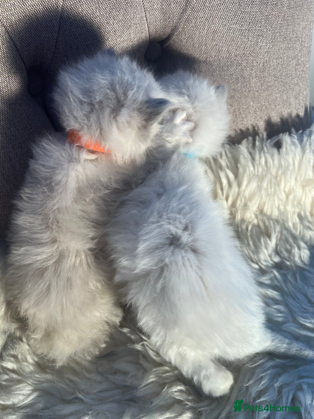 Ragdoll cats for sale: Ragdoll kittens pure breed!!! 😺 - Image 22