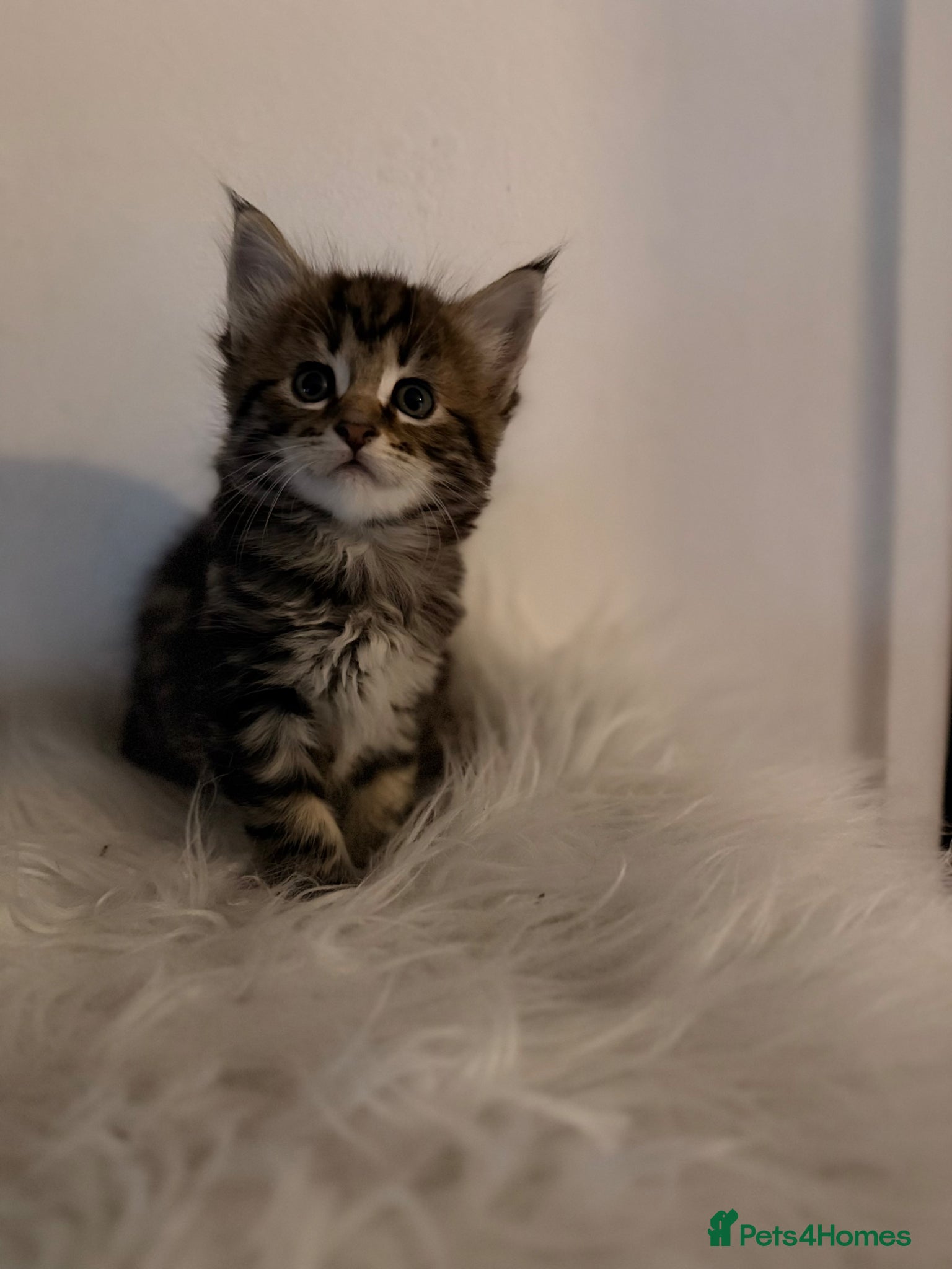 Maine Coon cats Maine coon x kittens  - Advert 18
