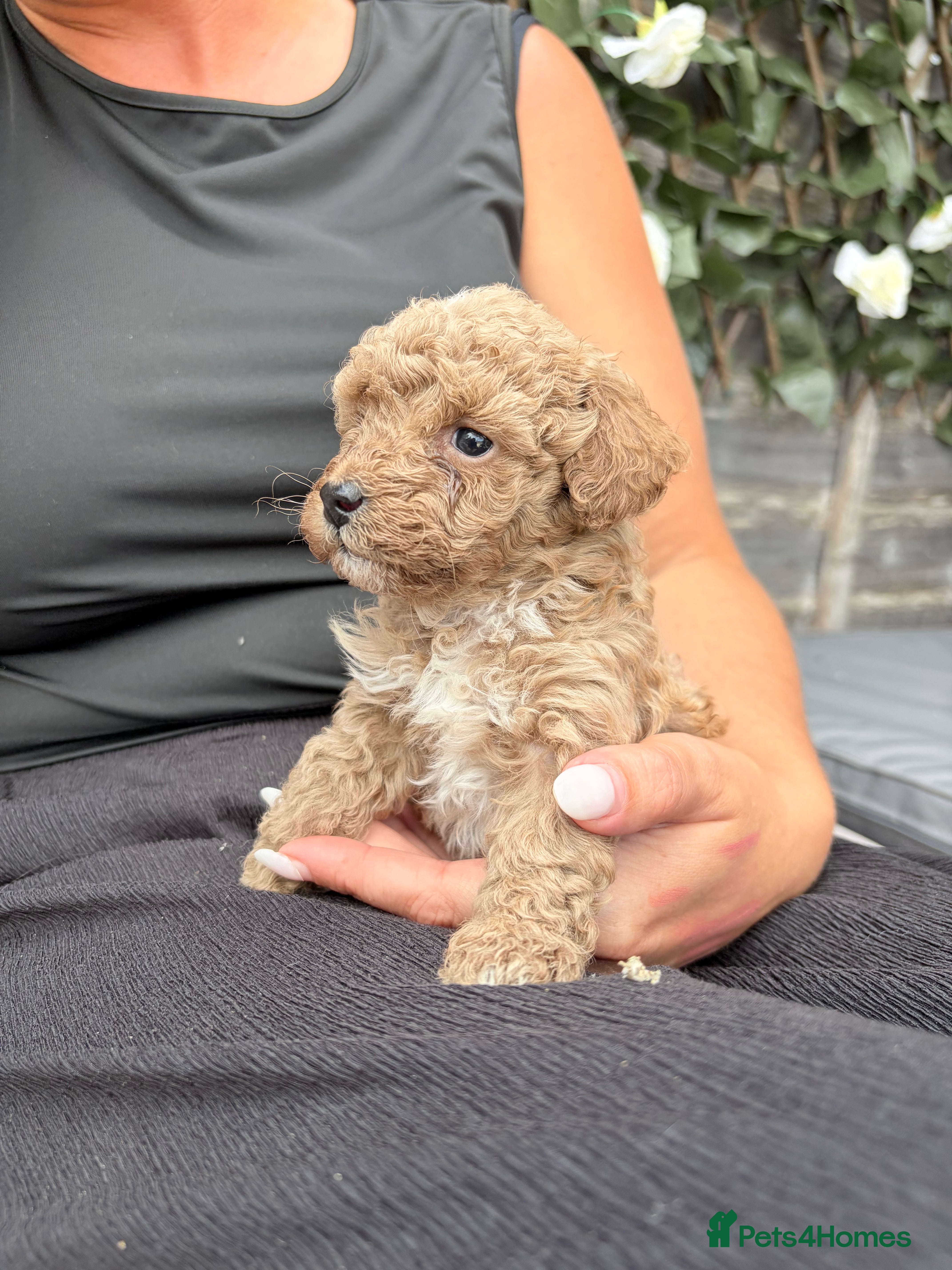 Poochon dogs Gorgeous poochon puppies  - Advert 12