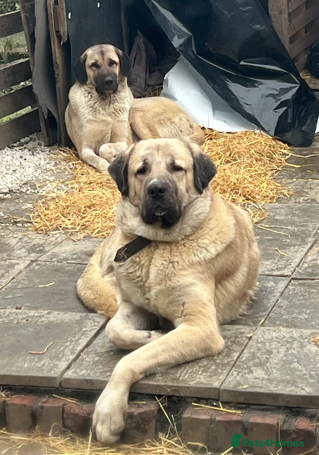 Turkish Kangal dogs for sale: I how Turkish kanga for sale  - Advert 1