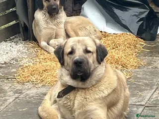 Turkish Kangal dogs I how Turkish kanga for sale - Advert 2