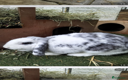 English Lop rabbits for sale: Neutered/Spayed Girl Looking for new home ASAP - Image 1