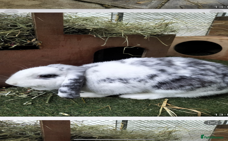 English Lop rabbits - Advert 1
